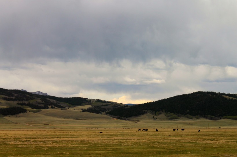 Colorado Cows 1